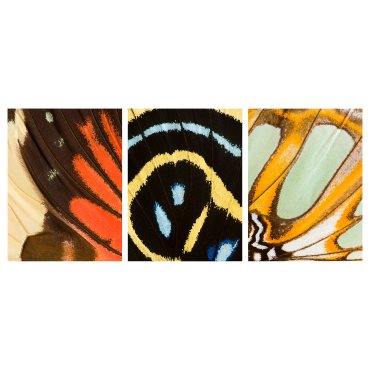 PJÄTTERYD, picture/butterfly wings/set of 3, 30x40 cm, 205.835.82