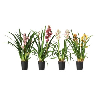 CYMBIDIUM, potted plant/Orchid, 12 cm, 205.878.39