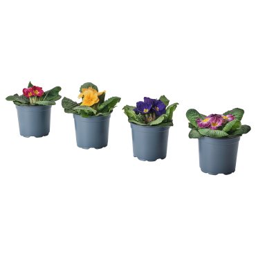 PRIMULA, potted plant/Primrose, 11 cm, 205.923.79