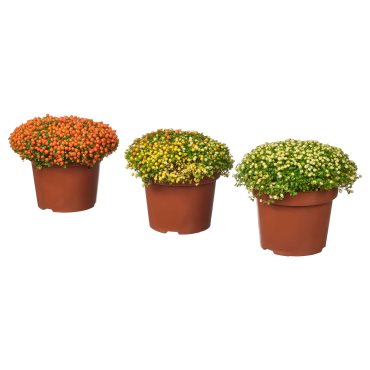 NERTERA GRANADE, potted plant/coral bead, 12 cm, 206.041.36