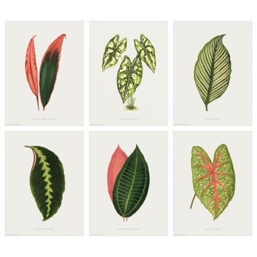 BILD, poster/collection of leaves/set of 6, 30x40 cm, 305.712.39