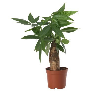 PACHIRA, potted plant/Guinea chestnut, 9 cm, 305.986.96