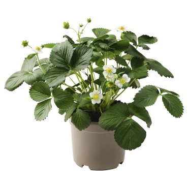 FRAGARIA, φυτό σε γλάστρα/φράουλα, 14 cm, 405.923.78