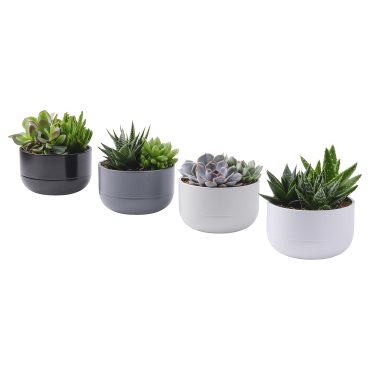 SUCCULENT, φυτό σε γλάστρα/Παχύφυτο, 14 cm, 405.986.86