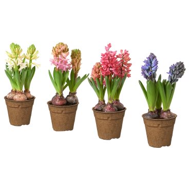 HYACINTHUS, potted plant/3 bulbs Hyacinth, 12 cm, 406.126.25