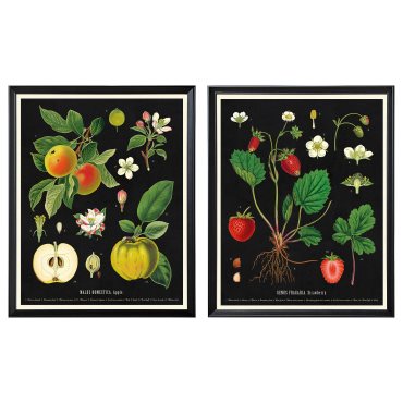 KNOPPÄNG, frame with poster/vintage botanical fruit charts, 40x50 cm, 505.788.95