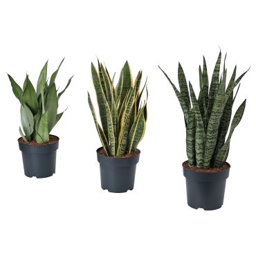 SANSEVIERIA, potted plant, 21 cm, 505.975.49