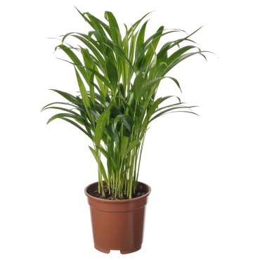 DYPSIS LUTESCENS, potted plant/areca palm, 17 cm, 505.986.95