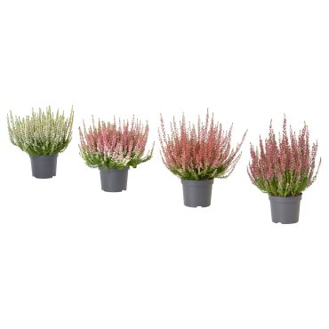 CALLUNA, potted plant/heather, 13 cm, 506.041.30