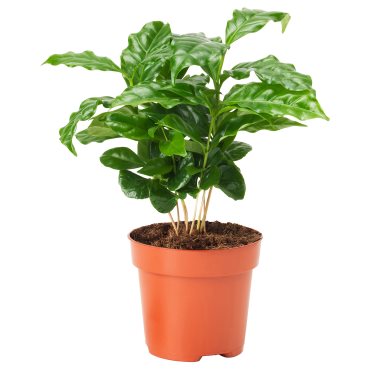 COFFEA ARABICA, potted plant/Coffee plant, 9 cm, 605.834.34