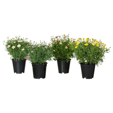 ARGYRANTHEMUM, φυτό σε γλάστρα/μαργαρίτα, 19 cm, 605.923.77