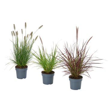 PENNISETUM, potted plant/fountain grass, 17 cm, 605.923.82