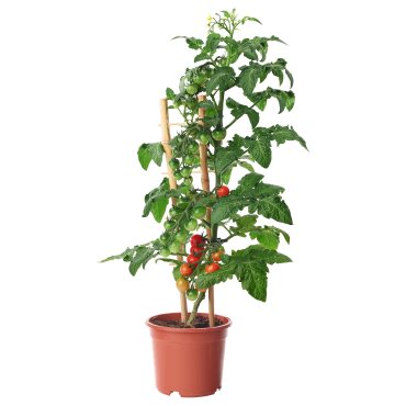 SOLANUM, φυτό σε γλάστρα/τομάτα, 15 cm, 605.982.37