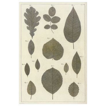 BILD, poster/botanic leaves collection, 61x91 cm, 705.708.98