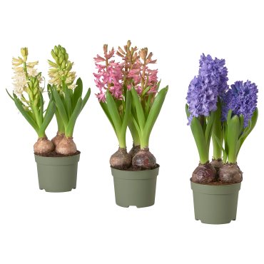 HYACINTHUS, potted plant, 12 cm, 705.930.84