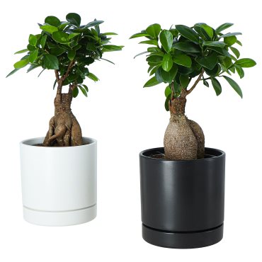 FICUS, potted plant with pot/bonsai, 12 cm, 706.183.86