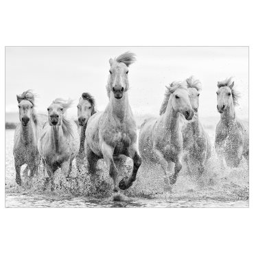 BJÖRKSTA, picture/horses at the water/s edge, 118x78 cm, 805.549.11