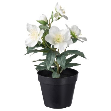 VINTERFINT, artificial potted plant/in/outdoor Christmas rose, 12 cm, 805.621.43