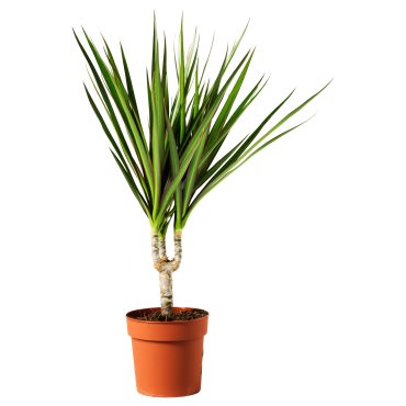 DRACAENA, φυτό σε γλάστρα/Δράκαινα Mαρτζινάτα, 9 cm, 805.986.89