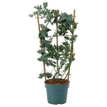 EUCALYPTUS/ANTH, potted plant/eucalyptus, 17 cm, 806.041.38