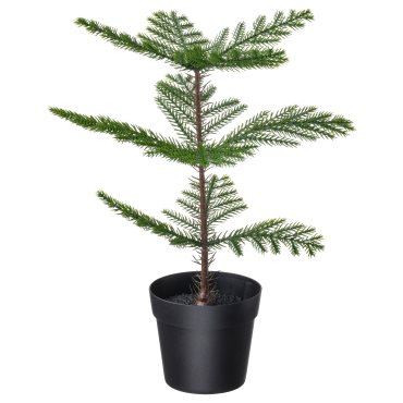 FEJKA, artificial potted plant/Norfolk island pine/In/outdoor, 9 cm, 905.230.66
