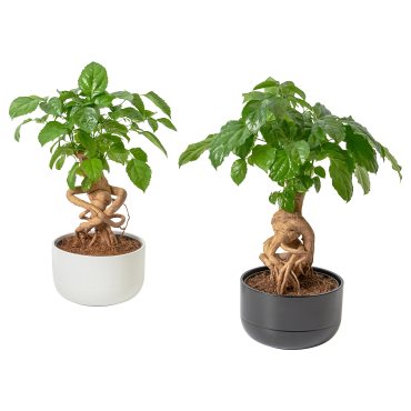 RADERMACHERA, potted plant with pot/China doll, 14 cm, 905.532.80