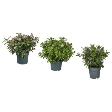 HEBE, potted plant/shrubby Veronica, 17 cm, 905.923.85
