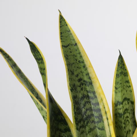 SANSEVIERIA, φυτό σε γλάστρα, Sanseveria, 004.210.29 - IKEA Ελλάδα SANSEVIERIA, φυτό σε γλάστρα, Sanseveria, 004.210.29