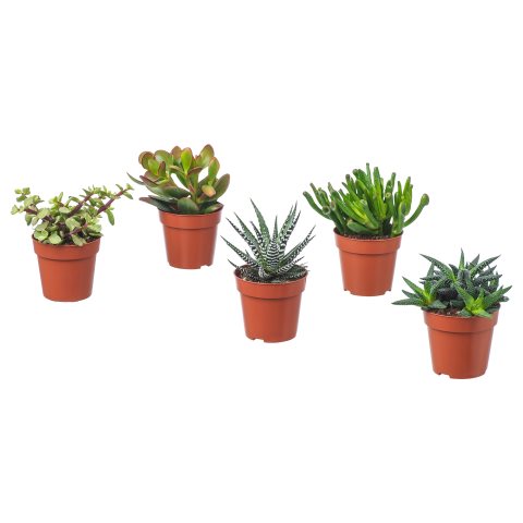 SUCCULENT, Φυτό, 103.110.06 - IKEA Greece SUCCULENT, Φυτό, 103.110.06
