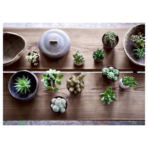 SUCCULENT, Φυτό, 103.110.06 - IKEA Greece SUCCULENT, Φυτό, 103.110.06