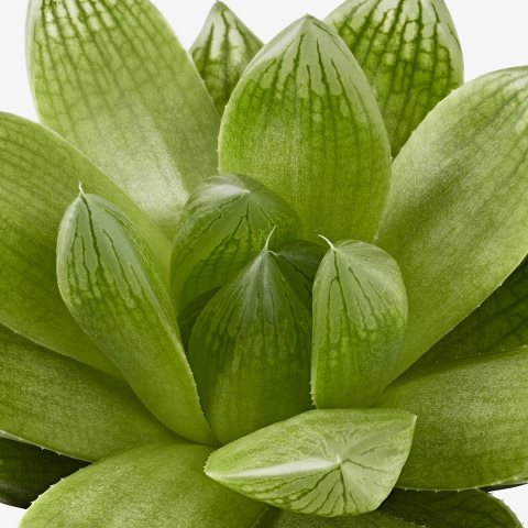SUCCULENT, Φυτό, 103.110.06 - IKEA Greece SUCCULENT, Φυτό, 103.110.06