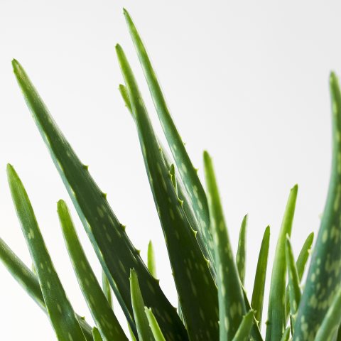 ALOE VERA, potted plant, 702.766.51 - IKEA Greece ALOE VERA, potted plant, 702.766.51