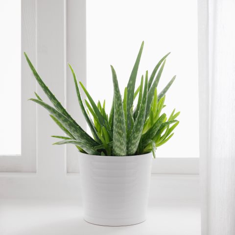 ALOE VERA, potted plant, 702.766.51 - IKEA Greece ALOE VERA, potted plant, 702.766.51