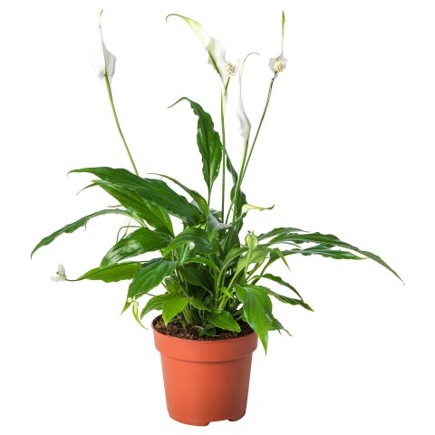 SPATHIPHYLLUM, potted plant, Peace lily, 601.449.01 - IKEA Greece SPATHIPHYLLUM, potted plant, Peace lily, 601.449.01
