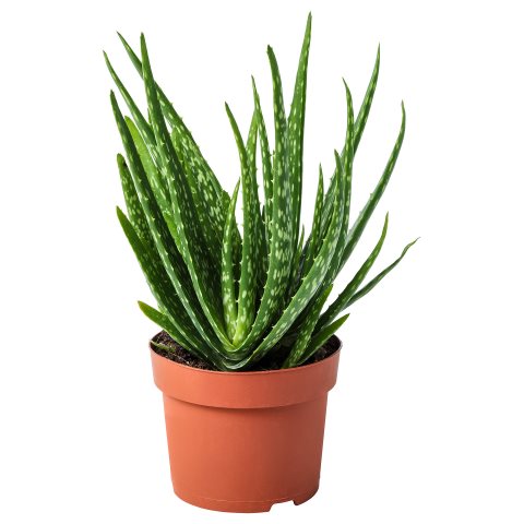 ALOE VERA, potted plant, 702.766.51 - IKEA Greece ALOE VERA, potted plant, 702.766.51
