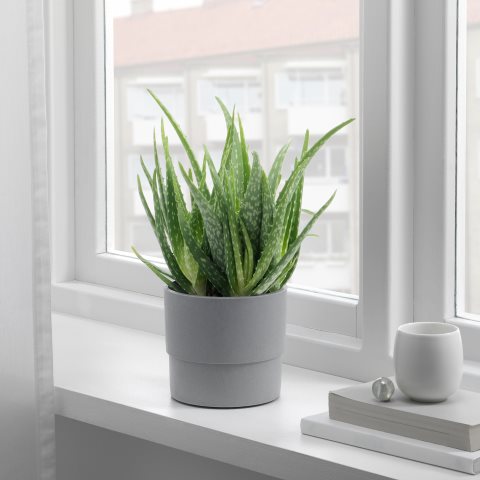 ALOE VERA, potted plant, 702.766.51 - IKEA Greece ALOE VERA, potted plant, 702.766.51