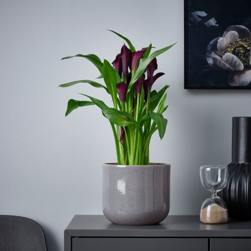 BUSKKAPRIFOL, plant pot in/outdoor, 15 cm, 005.958.97