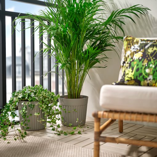 FRÄKENVÄXT, plant pot in/outdoor, 24 cm, 006.106.09