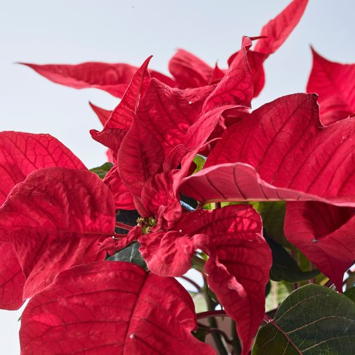 POINSETTIA, φυτό σε γλάστρα/Αλεξανδρινό, 13 cm, 006.126.27