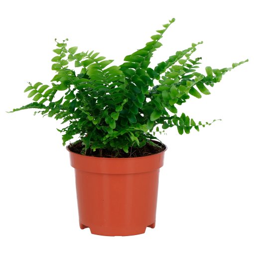NEPHROLEPIS, potted plant/Boston fern, 9 cm, 006.307.73
