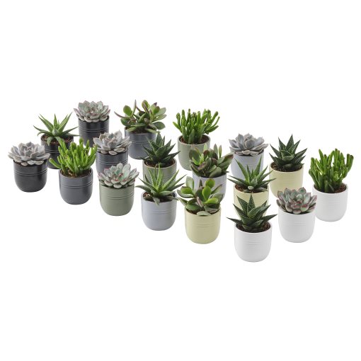 SUCCULENT, potted plant with pot/Succulent, 6 cm, 105.986.83