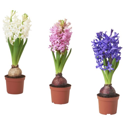 HYACINTHUS, potted plant/1 bulb Hyacinth, 8 cm, 106.126.03