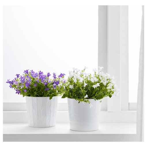 CAMPANULA, potted plant/Bell flower, 10.5 cm, 106.127.59
