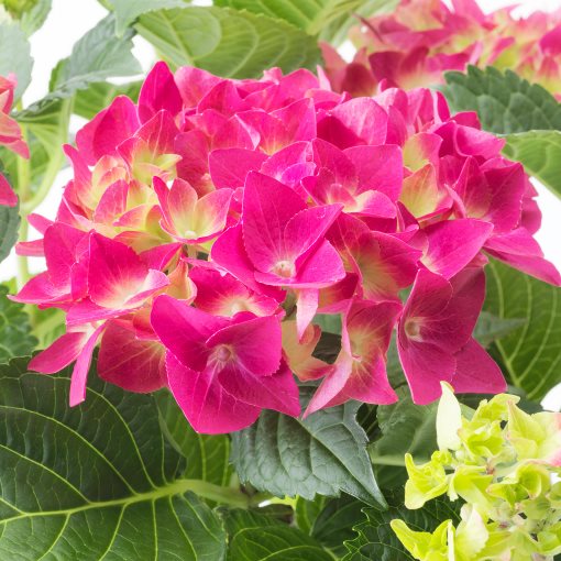 HYDRANGEA, potted plant/Hydrangea, 15 cm, 106.127.64
