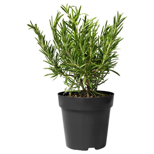 ROSMARINUS, potted plant/Rosemary, 14 cm, 206.239.98