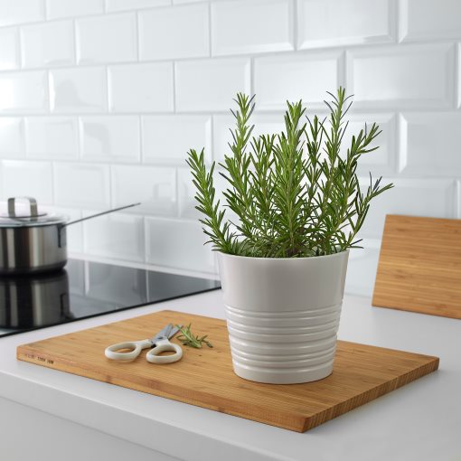 ROSMARINUS, potted plant/Rosemary, 14 cm, 206.239.98