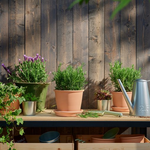 ROSMARINUS, potted plant/Rosemary, 14 cm, 206.239.98