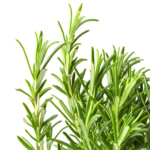 ROSMARINUS, potted plant/Rosemary, 14 cm, 206.239.98