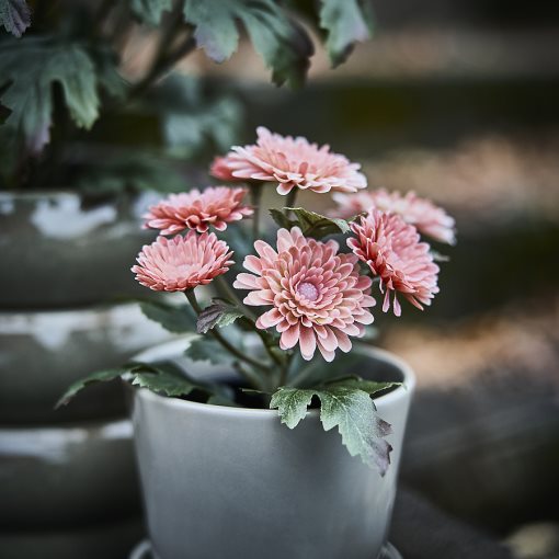 FEJKA2026, artificial potted plant in/outdoor/Chrysanthemums, 9 cm, 206.312.10