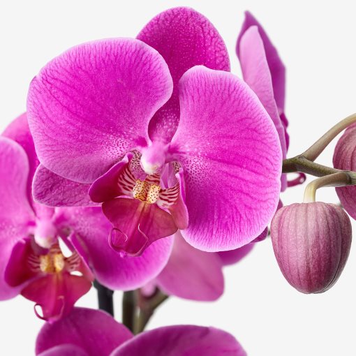 PHALAENOPSIS, potted plant, Orchid/1 stem, 303.202.17